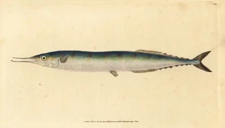 Atlantischer Hornhecht, Scomberesox saurus saurus. Handkolorierte Kupferstichzeichnung und -gravur von Edward Donovan aus seiner „Natural History of British Fishes“, Donovan und F.C. und J. Rivington, London