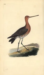 Pfuhlschnepfe (Männchen), Limosa lapponica. Handkolorierte Kupferstichzeichnung und -gravur von Edward Donovan aus seiner Natural History of British Birds, London