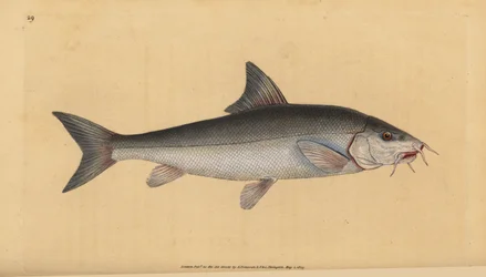 Barbe, Cyprinus barbus. Handkolorierte Kupferstichzeichnung und -gravur von Edward Donovan aus seiner „Natural History of British Fishes“