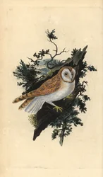 Schleiereule, Tyto alba. Handkolorierter Kupferstich von Edward Donovan aus seiner eigenen „Natural History of British Birds“, London