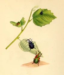 Birkenrüsselkäfer: Curculio betulae, 1794, 1945