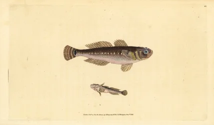 Schwarzgrundel, Gobius niger. Von Edward Donovan gezeichnet und gestochen, aus seinem Werk Natural History of British Fishes, Donovan und F. C. und J. Rivington, London