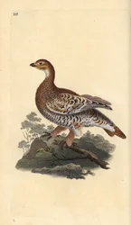 Birkhuhn oder Birkgeflügel, Tetrao tetrix. Handkolorierte Kupferstichplatte, gezeichnet und gestochen von Edward Donovan nach seinem eigenen Werk „Natural History of British Birds“, London