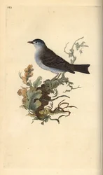 Mönchsgrasmücke, Sylvia atricapilla. Handkolorierte Kupferstichzeichnung und -gravur von Edward Donovan aus seinem eigenen „Natural History of British Birds“, London