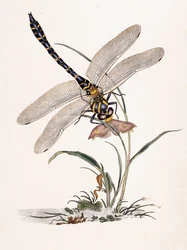 Boltons Libelle