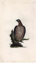 Wespenbussard. Pernis apivorus (Falco apivorus). Kupferstich von Edward Donovan (1768-1837), veröffentlicht in Histoire naturelle des oiseaux britanniques, London