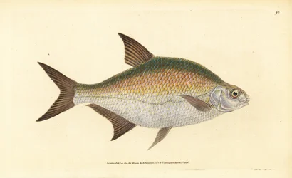 Brachse, Abramis brama (Cyprinus brama)