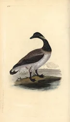 Ringelgans, Branta bernicla. Handkolorierte Kupferstichzeichnung und -gravur von Edward Donovan aus seiner Natural History of British Birds, London