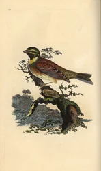 Zaunammer, Emberiza cirlus. Handkolorierte Kupferplatte gezeichnet und graviert von Edward Donovan aus seiner eigenen „Natural History of British Birds,“ London