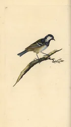 Tannenmeise, Periparus ater. Handkolorierte Kupferstich von Edward Donovan aus seiner Natural History of British Birds, London