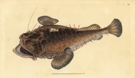 Seeteufel, Lophius piscatorius. Handkolorierte Kupferstichzeichnung und -gravur von Edward Donovan aus seiner „Natural History of British Fishes“, Donovan und F.C. und J. Rivington, London