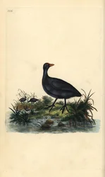 Blässhuhn, Fulica atra. Handkolorierter Kupferstich gezeichnet und gestochen von Edward Donovan aus seinem eigenen „Natural History of British Birds“, London