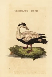 Eiderente, Somateria mollissima