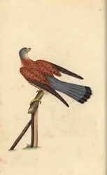 Turmfalke, Falco tinnunculus. Handkolorierte Kupferstich von Edward Donovan aus seiner Natural History of British Birds, London
