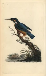 Eisvogel, Alcedo atthis. Handkolorierter Kupferstich gezeichnet und gestochen von Edward Donovan aus seinem eigenen „Natural History of British Birds“, London