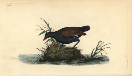 Teichhuhn, Gallinula chloropus. Handkolorierte Kupferstichplatte, gezeichnet und gestochen von Edward Donovan nach seinem eigenen Werk „Natural History of British Birds“, London