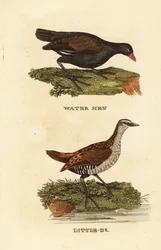 Teichhuhn, Gallinula chloropus, und Tüpfelsumpfhuhn, Porzana porzana