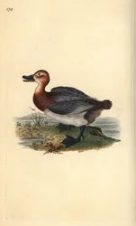 Tafelente, Aythya ferina (weiblich). Handkolorierte Kupferplatte von Edward Donovan aus seinem eigenen „Natural History of British Birds“