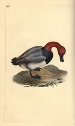 Tafelente, Aythra ferina (männlich). Handkolorierte Kupferstich von Edward Donovan aus seiner Natural History of British Birds, London