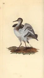 Flussuferläufer (Actitis hypoleucos). Handkolorierter Kupferstich von Edward Donovan aus seinem Werk „Natural History of British Birds“, London