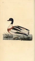 Brandgans, Tadorna tadorna. Handkolorierter Kupferstich gezeichnet und gestochen von Edward Donovan aus seinem eigenen „Natural History of British Birds“, London