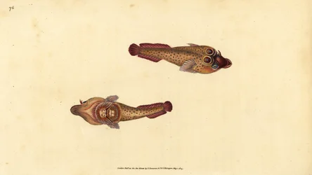 Purpursauger, Lepadogaster purpurea (Augenfleck-Sauger, Cyclopterus ocellatus). Handkolorierter Kupferstich von Edward Donovan aus seiner „Natural History of British Fishes“, Donovan und F.C. und J. Rivington, London