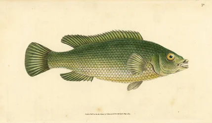 Lippfisch, Labrus mixtus (Gestreifter Lippfisch, Labrus lineatus). Handkolorierte Kupferstichzeichnung und -gravur von Edward Donovan aus seiner Natural History of British Fishes, Donovan und F.C. und J. Rivington, London