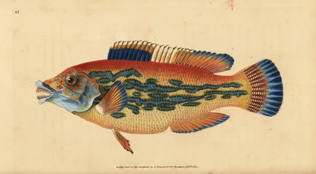 Lippfisch, Labrus mixtus. Handkolorierte Kupferstich von Edward Donovan aus seiner Natural History of British Fishes, Donovan und F.C. und J. Rivington, London