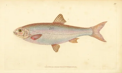 Döbel, Leuciscus leuciscus (Cyprinus leuciscus). Handkolorierte Kupferstichzeichnung und Gravur von Edward Donovan aus seiner Natural History of British Fishes, Donovan und F.C. und J. Rivington, London