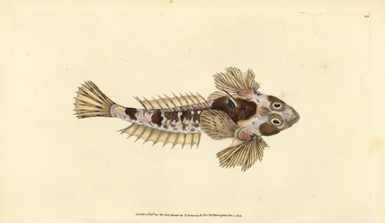Leierfisch, Callionymus lyra (Schmutziger Leierfisch, Callionymus dracunculus). Handkolorierter Kupferstich von Edward Donovan aus seiner „Natural History of British Fishes“, Donovan und F.C. und J. Rivington, London