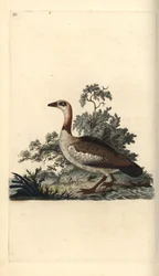 Nilgans, Alopochen aegyptiacus. Handkolorierter Kupferstich von Edward Donovan aus seiner eigenen „Natural History of British Birds“, London
