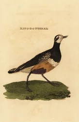 Mornellregenpfeifer, Charadrius morinellus