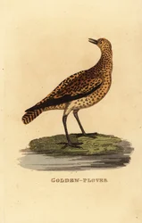 Goldregenpfeifer, Pluvialis apricaria