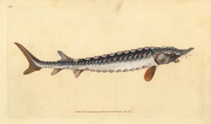 Europäischer oder Gemeiner Stör. Kritisch gefährdet. Handkolorierte Kupferplatte gezeichnet und graviert von Edward Donovan aus seiner Natural History of British Fishes, Donovan und F.C. und J. Rivington, London