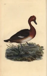 Tafelente, Aythya nyroca. Handkolorierte Kupferstichgravur aus „Natural History of British Birds“ von Edward Donovan
