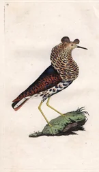 Kampfläufer, Philomachus pugnax. Kupferstich von Edward Donovan, veröffentlicht in Histoire naturelle des oiseaux britanniques, London