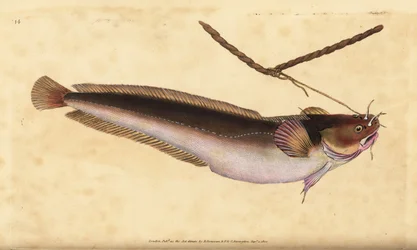 Fünfbärtiger Dorsch, Ciliata mustela (Fünfbärtiger Kabeljau, Gadus mustela)