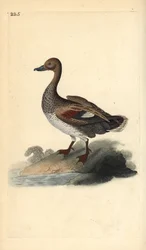 Schnatterente (männlich), Anas strepera. Handkolorierte Kupferstichzeichnung und -gravur von Edward Donovan aus seiner „Natural History of British Birds“, London