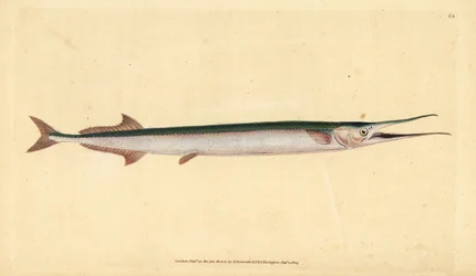 Hornhecht, Belone belone. Handkolorierte Kupferstichzeichnung und -gravur von Edward Donovan aus seiner „Natural History of British Fishes“, Donovan und F.C. und J. Rivington, London