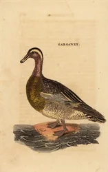 Knäkente, Spatula querquedula, kleine Schwimmente