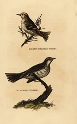 Wintergoldhähnchen, Regulus regulus, und Fitis, Phylloscopus trochilus