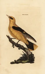 Pirol, Oriolus oriolus