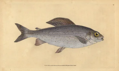 Äsche, Thymallus thymallus. Handkolorierte Kupferstichzeichnung und -gravur von Edward Donovan aus seiner „Natural History of British Fishes“