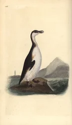 Riesenalk, Pinguinus impennis, 1844 von Eiersammlern ausgerottet. Handkolorierte Kupferstichzeichnung und -gravur von Edward Donovan aus seiner „Natural History of British Birds“