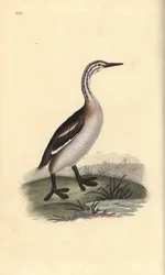 Haubentaucher, Podiceps cristatus. Handkolorierte Kupferplatte gezeichnet und graviert von Edward Donovan aus seiner eigenen „Natural History of British Birds,“ London