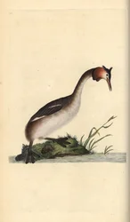 Haubentaucher, Podiceps cristatus. Handkolorierter Kupferstich von Edward Donovan aus seiner eigenen „Natural History of British Birds“, London