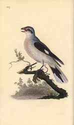 Raubwürger (weiblich), Lanius excubitor. Handkolorierte Kupferstich von Edward Donovan aus seiner Natural History of British Birds, London