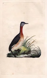 Rothalstaucher. Podiceps grisegena (Podiceps ruficollis). Kupferstich von Edward Donovan (1768-1837), veröffentlicht in Naturgeschichte der britischen Vögel, London