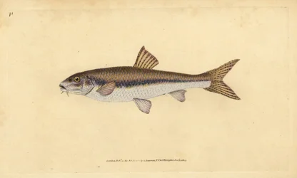 Gründling, Gobio gobio (Cyprinus gobio). Handkolorierte Kupferplatte gezeichnet und graviert von Edward Donovan aus seiner Natural History of British Fishes, Donovan und F.C. und J. Rivington, London