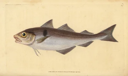 Schellfisch, Melanogrammus aeglefinus (Gadus aeglefinus). Gefährdet. Handkolorierte Kupferstichzeichnung und -gravur von Edward Donovan aus seiner Natural History of British Fishes, Donovan und F.C. und J. Rivington, London